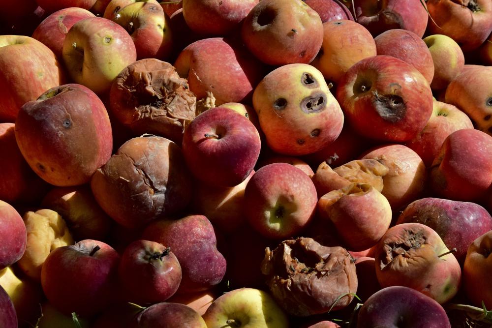 Rotten apples are seen in remaining floodwaters due to heavy monsoon rains, at an orchard in Hanna Urak near Quetta, Pakistan, Saturday, 17 September 2022. Photo: Arshad Butt / AP Photo
