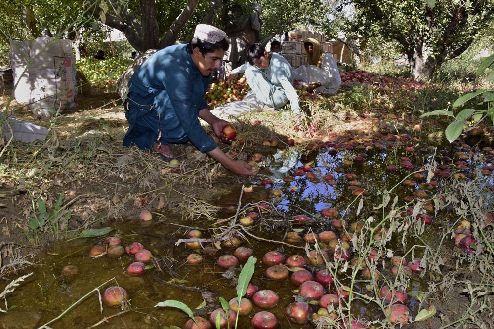 Farmers collect apples from remaining floodwaters due to heavy monsoon rains, at an orchard in Hanna Urak near Quetta, Pakistan, Saturday, 17 September 2022. Photo: Arshad Butt / AP Photo