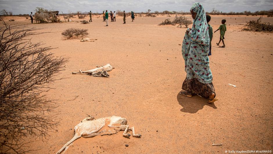 The carcasses of goats lie in the sand on the outskirts of Dollow, Somalia, after four failed rainy seasons have driven millions of people to the brink of famine. Photo: Hayden / ZUMA Wire / IMAGO