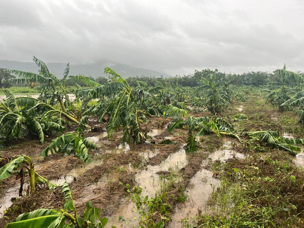 This view in the municipality of Maunabo on the southeastern coast of Puerto Rico shows the destruction of plantains after Hurricane Fiona hit Puerto Rico on 18 September 2022. Photo: Elvin Lebrón / Eastern Soil and Water Conservation District