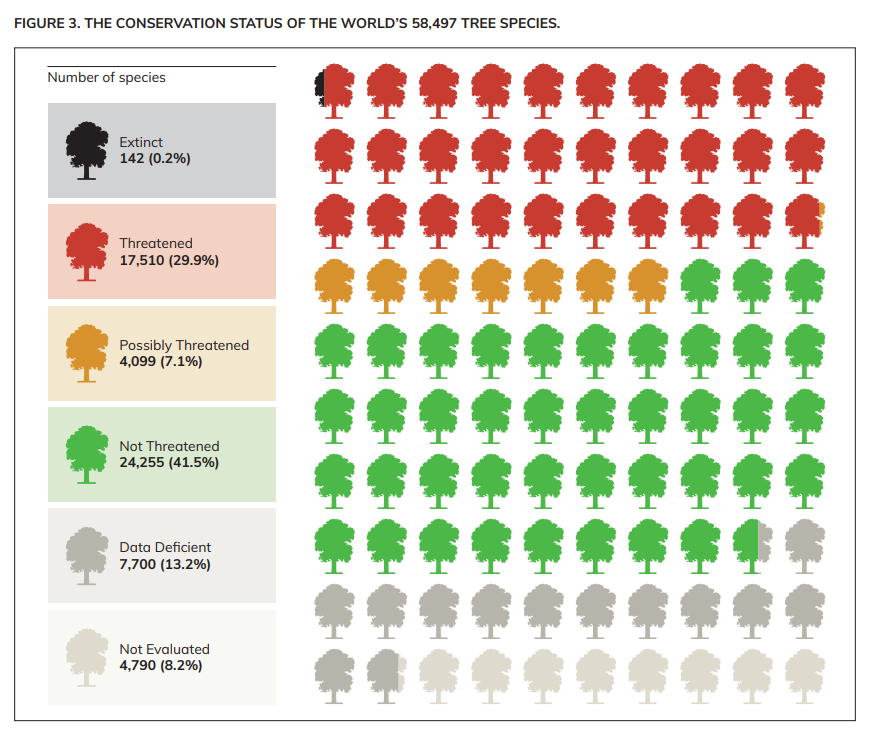 The conservation status of the world’s 58,497 tree species in 2022. Graphic: BGCI