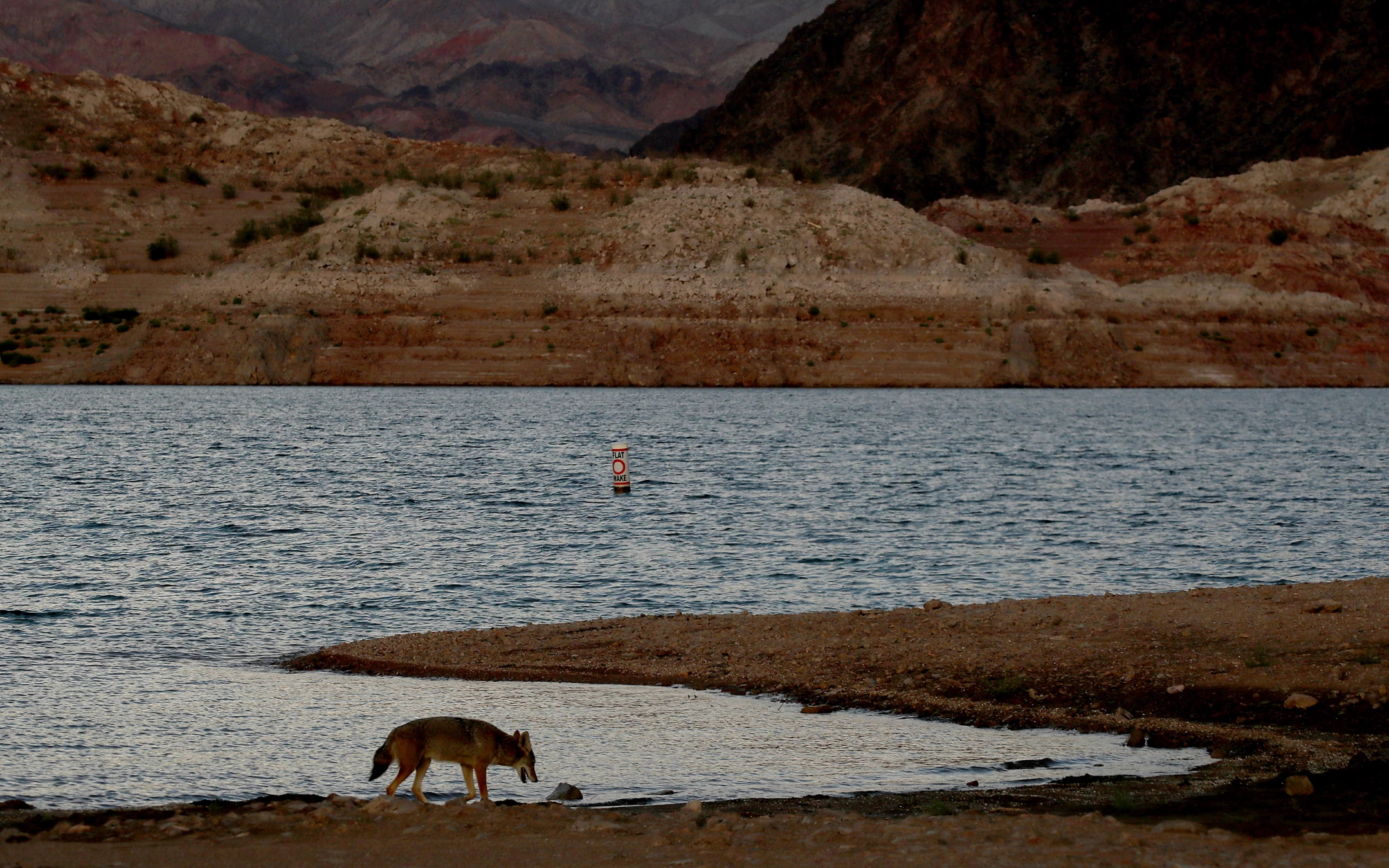 A coyote forages along the shore of steadily receding Lake Mead, the nation’s largest reservoir. Photo: Luis Sinco / Los Angeles Times