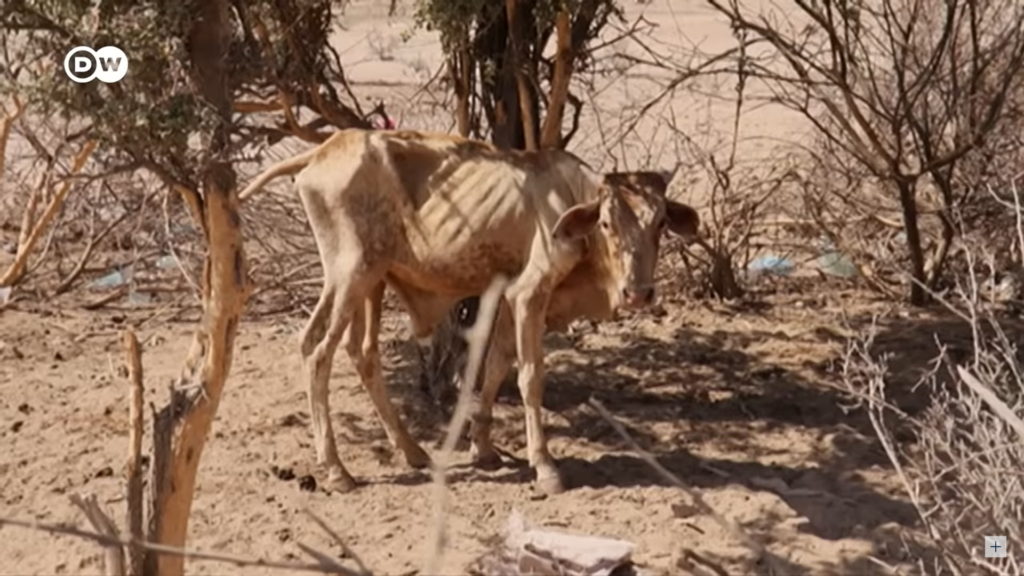 An emaciated cow stands in the shade of dead trees during the drought of 2022, after four failed rainy seasons have driven millions of people to the brink of famine. Photo: DW