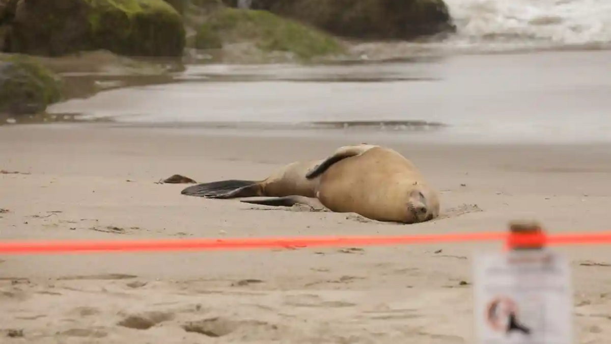 A sea lion with apparent domoic acid poisoning lies on a beach in Ventura, California in August 2022. Photo: David Swanson / Reuters