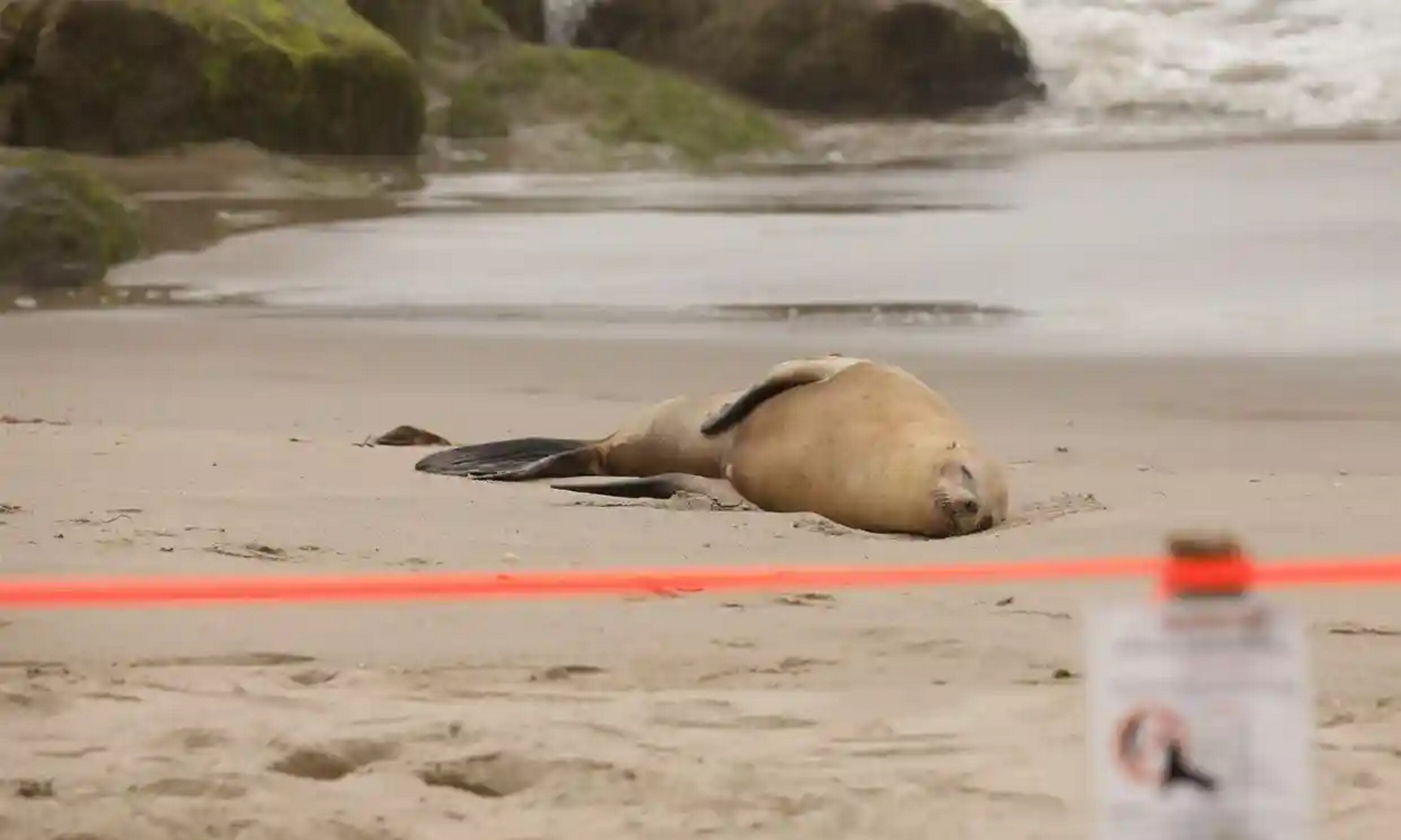 A sea lion with apparent domoic acid poisoning lies on a beach in Ventura, California in August 2022. Photo: David Swanson / Reuters
