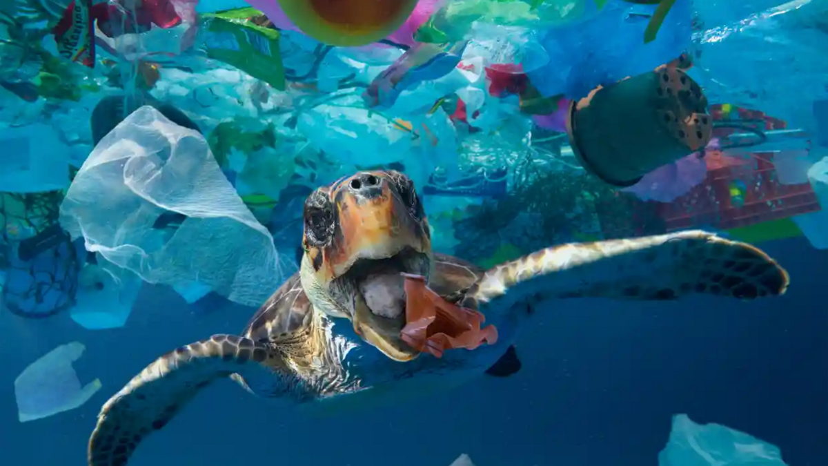 A sea turtle tries to eat a plastic cup: consumer items such as food containers make up the largest share of litter origins, according to a study published in the journal Nature Sustainability and funded by the BBVA Foundation and Spanish science ministry. The study concluded: “In terms of litter origins, take-out consumer items – mainly plastic bags and wrappers, food containers and cutlery, plastic and glass bottles, and cans – made up the largest share.” Photograph: Paulo Oliveira / Alamy Stock Photo