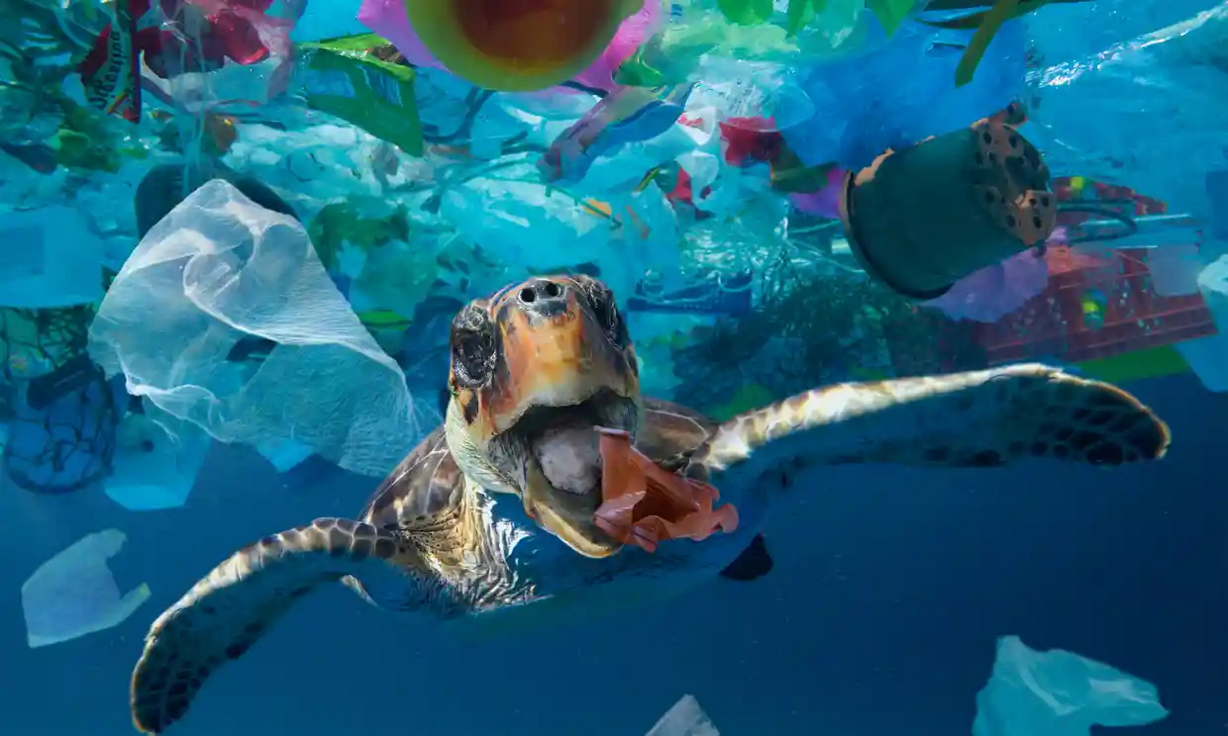 A sea turtle tries to eat a plastic cup: consumer items such as food containers make up the largest share of litter origins, according to a study published in the journal Nature Sustainability and funded by the BBVA Foundation and Spanish science ministry. The study concluded: “In terms of litter origins, take-out consumer items – mainly plastic bags and wrappers, food containers and cutlery, plastic and glass bottles, and cans – made up the largest share.” Photograph: Paulo Oliveira / Alamy Stock Photo