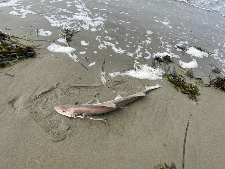 What appears to be a shark washed up on Keller Beach in Point Richmond on 24 August 2022. Photo: William Fitzgerald