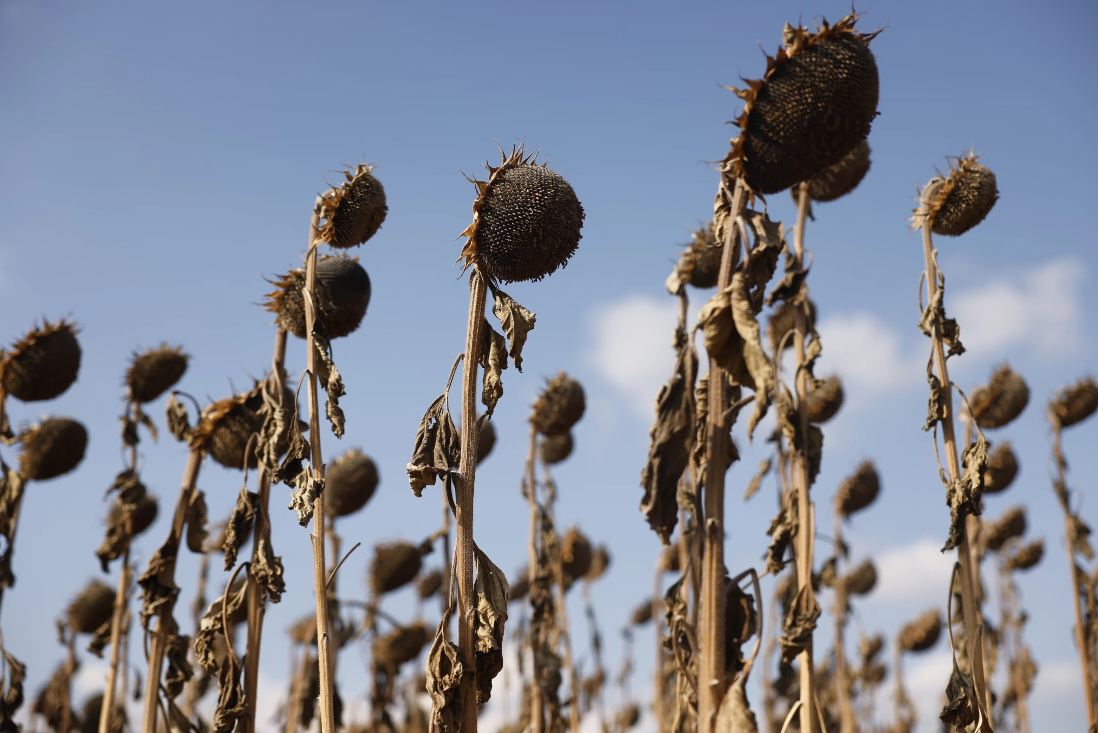 Sunflower fields are withered in the Kochersberg region of eastern France, as Europe weathers a drought in 2022 that has fueled forest fires, dried up rivers, and devastated crops. Photo: Jean-Francois Badias / Associated Press