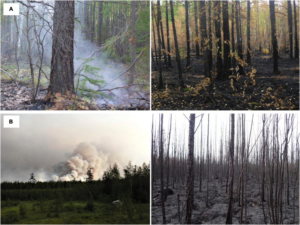 (A) Photos of a low-severity surface fire plume and its impact near Nyurba and Lake Satagay in August 2019 (S. Stünzi and E. Dietze, AWI). (B) Photos of a high-severity fire plume and its impact near Ytyk-Kyuyol (c. 200 km east of Yakutsk) in August 2021 Photo: R. Jackisch and R. Glückler / AWI