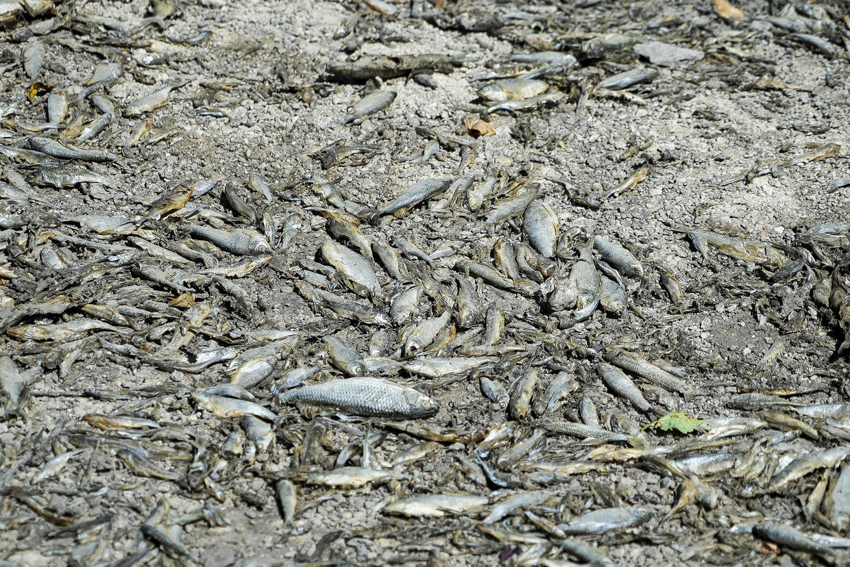 Dead fish lay on the dried-up bed of the river Tille in Lux, France, 9 August 2022. Burgundy, home to the source of the Seine River that runs through Paris, is normally a very green region, but not this year. Photo: Nicholas Garriga / AP