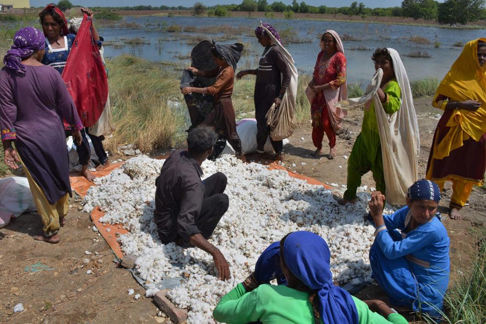 Villager women empty their cotton filled shawls on a pile after collecting it from cotton crops, which was damaged by floodwaters due to heavy monsoon rains, in Tando Jam near Hyderabad, a district of southern Sindh province, Pakistan, Saturday, 17 September 2022. Photo: Pervez Masih / AP Photo