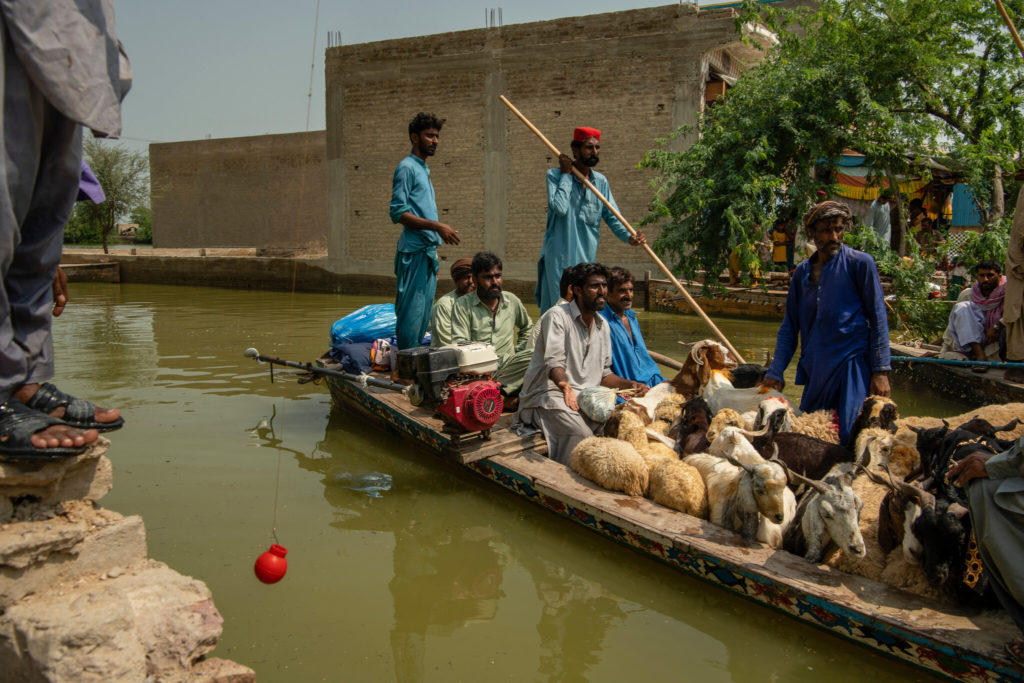 Boat operators in Pakistan have become a lifeline for residents who are trying to save the livestock and belongings that were not washed away by floodwaters. Photo: Kiana Hayeri / The New York Times