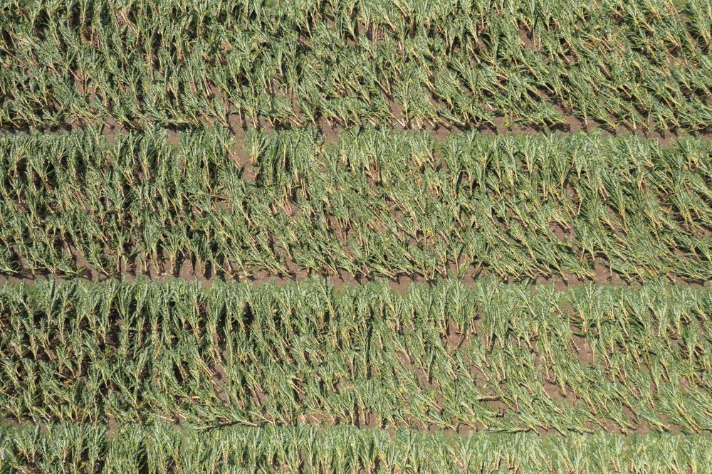 Aerial view of a damaged plantain farm after Hurricane Fiona hit the island in Guayama, Puerto Rico, 20 September 2022. Hurricane Fiona destroyed $159 million worth of crops in Puerto Rico, decimating fields of plantains, bananas and other crops, the island’s agriculture minister said on 18 October 2022. Photo: Alejandro Granadillo / AP Photo