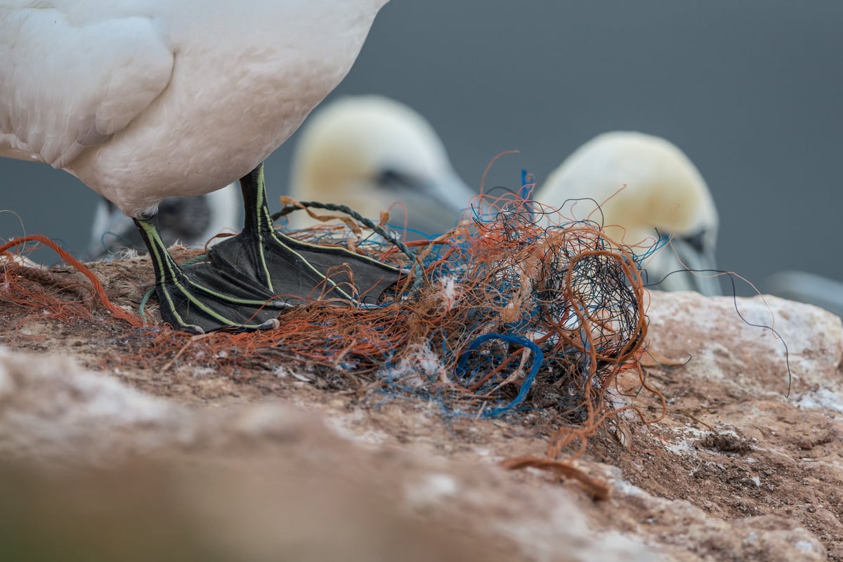 Gannets (northern gannet Morus bassanus) on the “Lummenfelsen” on Heligoland. The birds use plastic waste and parts of fishery nets (Dolly ropes) to build their nests on the rock. The ropes can lead to death by strangulation. Photo: Greenpeace