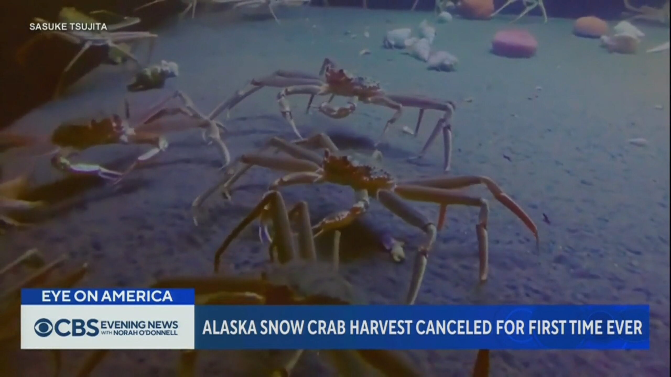 Alaska snow crabs in captivity. Video: Sasuke Tsujita / CBS News