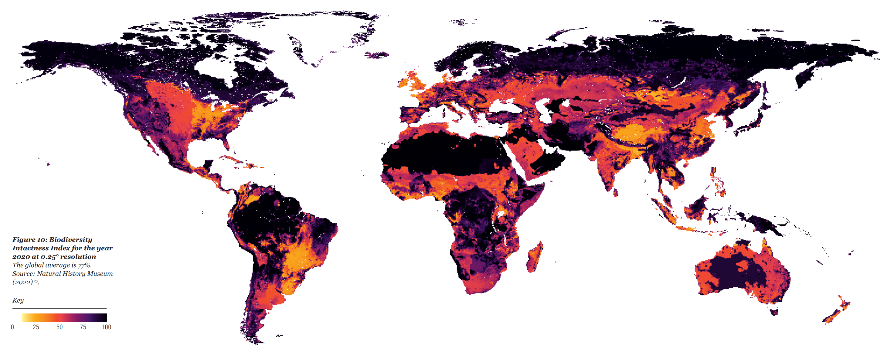 Map showing Biodiversity Intactness Index for the year 2020 at 0.25° resolution. The global average is 77 percent. Data: Natural History Museum, 2022. Graphic: WWF / ZSL