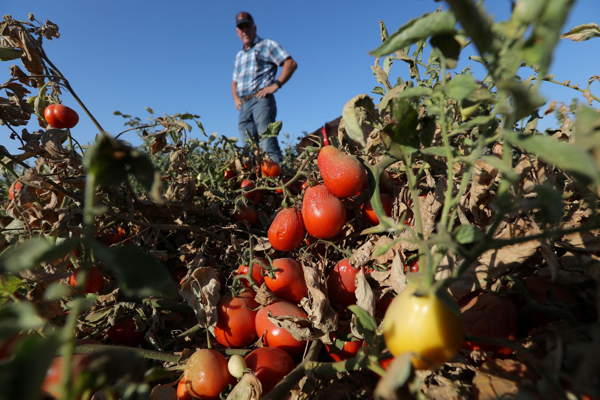 Processing tomatoes dried up by heat and drought hang on vines on a farm belonging to farmer Aaron Barcellos in Los Banos, California, U.S., 6 September 2022. Photo: Nathan Frandino / REUTERS