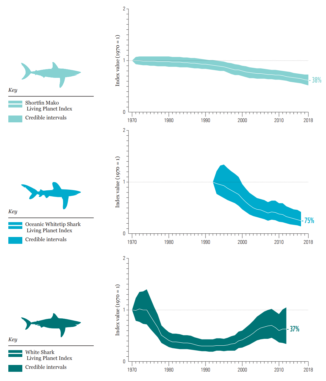 Living Planet Index, 1970-2018 for three species of oceanic sharks. Some formerly abundant, wide-ranging shark species have declined so steeply that they now fall into the two highest threat categories on the IUCN Red List. For example, the commercially valuable Shortfin Mako shark was recently classified as Endangered, while the iconic oceanic Whitetip Shark is now considered Critically Endangered. White Shark numbers had declined on average by an estimated 70 percent worldwide over the last five decades, but they are now recovering in several regions, including off both coasts of the US (where their retention has been banned since the mid-1990s). Data: Pacoureau, et al., 2021. Graphic: WWF / ZSL
