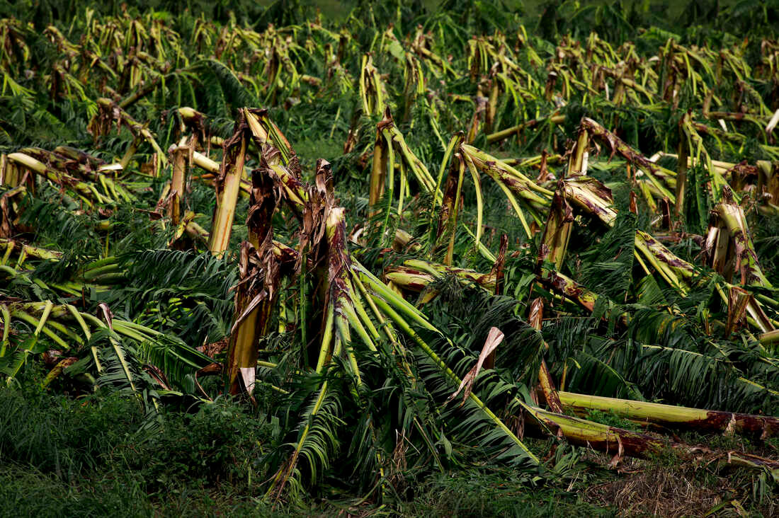 A damaged plantain crop field on 20 September 2022 in Guanica, Puerto Rico. The island’s agriculture suffered vast damage after Hurricane Fiona struck this Caribbean nation on 18 September 2022. Photo: Jose Jimenez / Getty Images