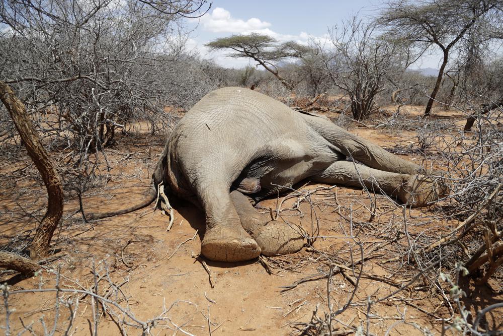 A dead elephant that was killed by Kenya Wildlife Service rangers after it killed a woman as it was looking for water and food amid the drought lies in Loolkuniyani, Samburu County in Kenya on Tuesday, 16 October 2022. Hundreds of animals have died in Kenyan wildlife preserves during East Africa’s worst drought in decades, according to a report released Friday, 4 November 2022. Photo: Brian Inganga / AP Photo
