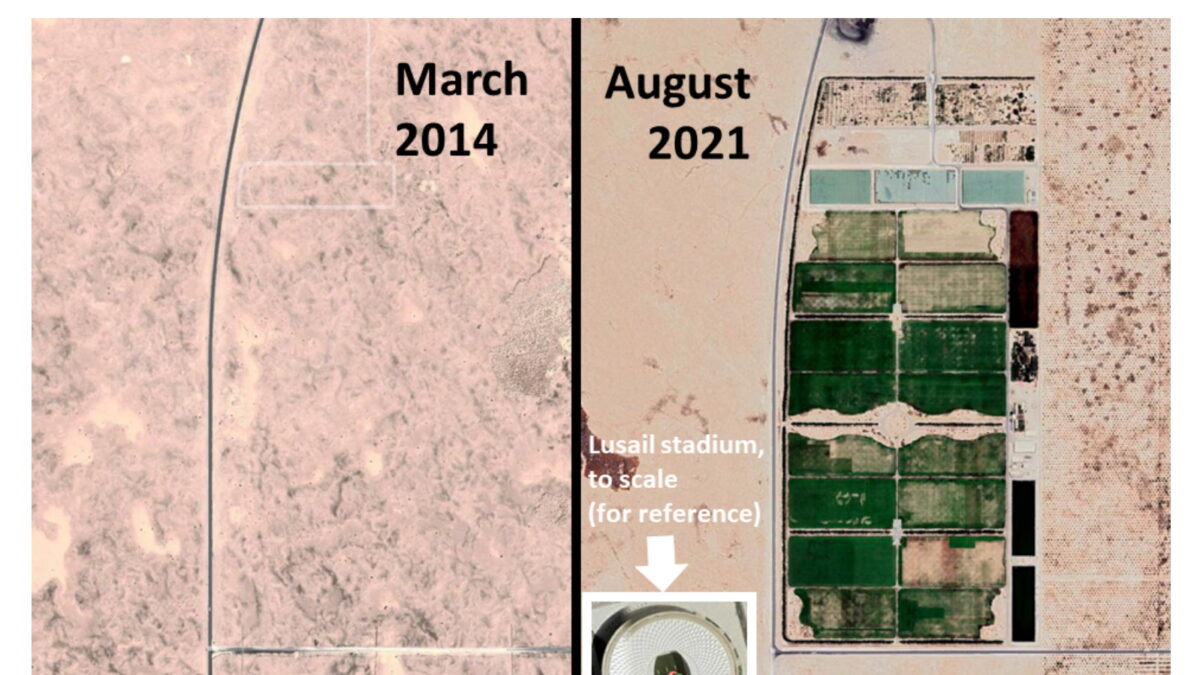 Satellite view of the turf farm site in the Qatar desert, August 2021. World Cup organisers have created a large-scale tree and turf nursery, the largest turf farm in the world, according to the organisers, in the middle of the desert. It covers an area of 425,000 m2. While irrigation uses treated sewage water, the claim that this will absorb CO2 emissions from the atmosphere and contribute to reducing the impact of the event is not credible as this carbon storage is unlikely to be permanent in these artificial and vulnerable green spaces, while carbon dioxide stays in the atmosphere for centuries to millenia. Lusail stadium is the largest of the FWC stadiums, with a capacity of 80,000 seats. It is represented here to show the scale of the turf farm. Lusail stadium is not located next to the turf farm. Photo: Google Earth