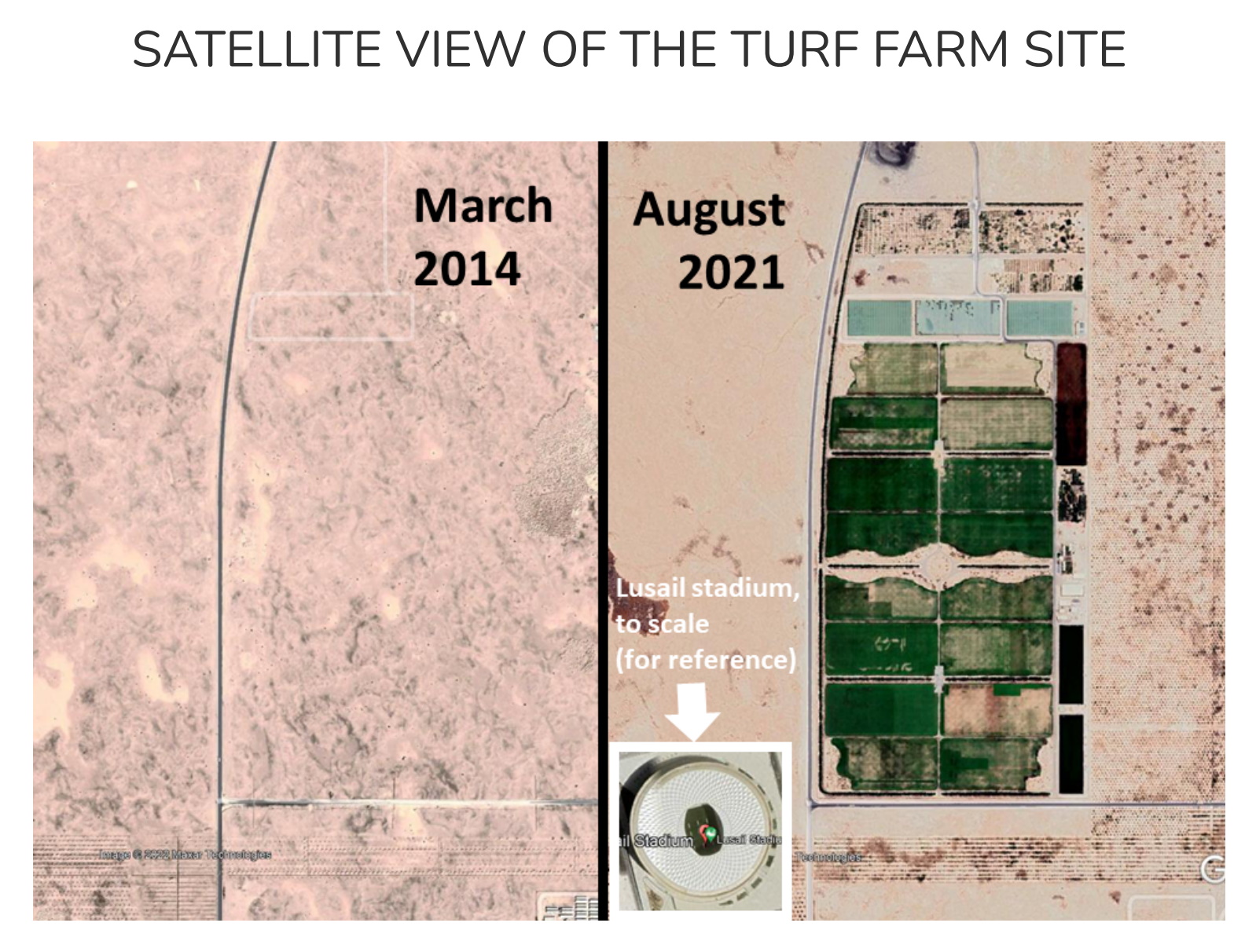Satellite view of the turf farm site in the Qatar desert, August 2021. World Cup organisers have created a large-scale tree and turf nursery, the largest turf farm in the world, according to the organisers, in the middle of the desert. It covers an area of 425,000 m2. While irrigation uses treated sewage water, the claim that this will absorb CO2 emissions from the atmosphere and contribute to reducing the impact of the event is not credible as this carbon storage is unlikely to be permanent in these artificial and vulnerable green spaces, while carbon dioxide stays in the atmosphere for centuries to millenia. Lusail stadium is the largest of the FWC stadiums, with a capacity of 80,000 seats. It is represented here to show the scale of the turf farm. Lusail stadium is not located next to the turf farm. Photo: Google Earth
