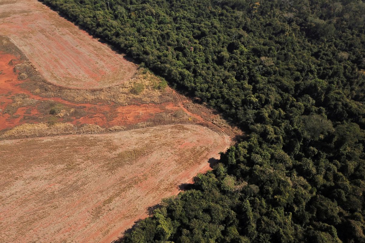 An aerial view shows deforestation near a forest on the border between Amazonia and Cerrado in Nova Xavantina, Mato Grosso state, Brazil 28 July 2021. Picture taken 28 July 2021 with a drone. Photo: Amanda Perobelli / REUTERS