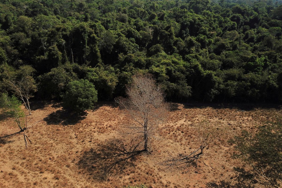 An aerial view shows a dead tree near a forest on the border between Amazonia and Cerrado in Nova Xavantina, Mato Grosso state, Brazil 28 July 2021. Picture taken 28 July 2021 with a drone. Photo: Amanda Perobelli / REUTERS