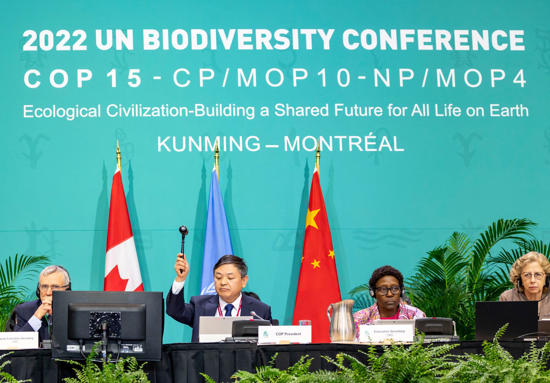 The president of the U.N.-backed COP15 biodiversity conference, China’s Minister of Ecology and Environment Huang Runqiu, lowers the gavel to pass the The Kunming-Montreal Global Biodiversity Framework in Montreal, Quebec, Canada, 19 December 2022. Mr. Runqiu gaveled the conference to a close over the objections from the delegation of the Democratic Republic of Congo. A representative from Cameroon said that the agreement was passed by force of hand. A Ugandan representative requested to be on-record that Uganda did not support the procedure. Photo: Julian Haber / UN Biodiversity / REUTERS