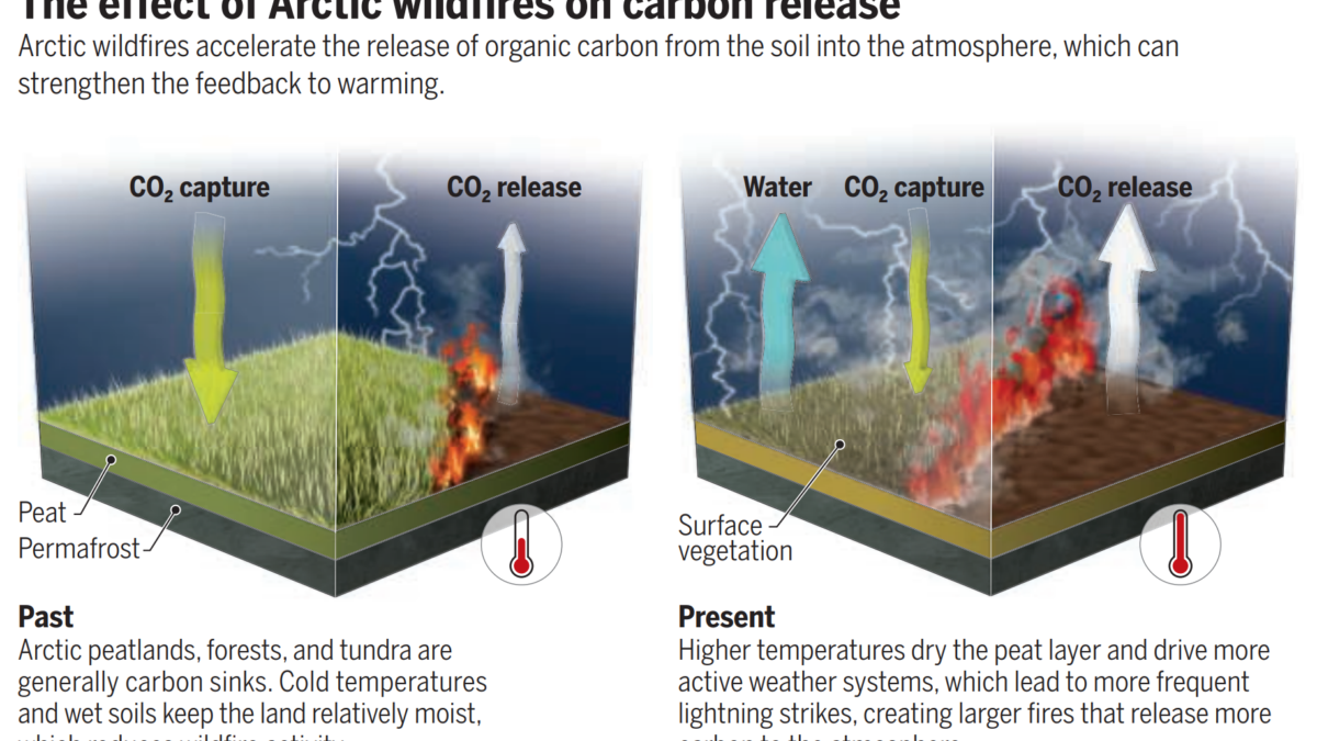 The effect of Arctic wildfires on carbon release: Arctic wildfires accelerate the release of organic carbon from the soil into the atmosphere, which can strengthen the feedback to warming. Graphic: V. Altounian / Science