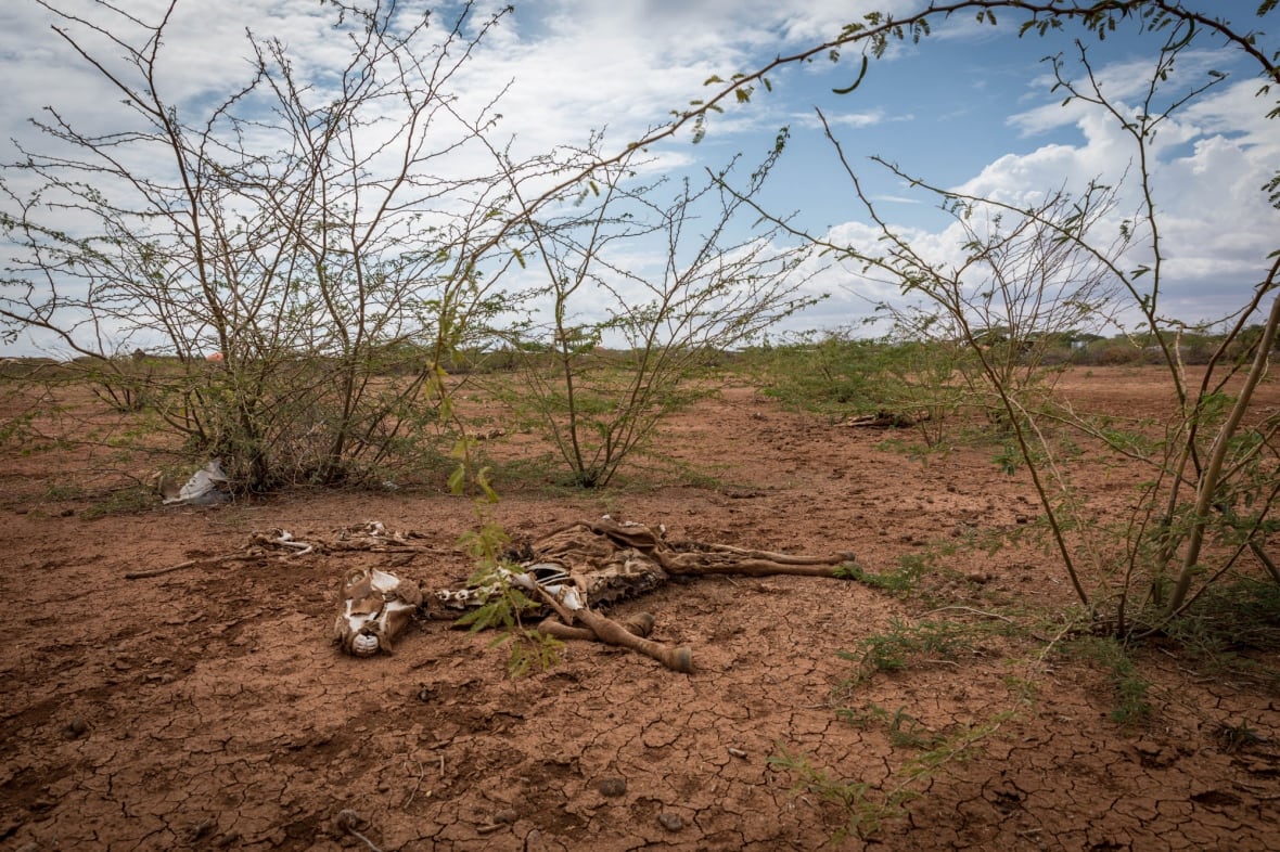 The bones of dead livestock lay on the desert floor in Somalia, killed by the worst drought the country has seen in nearly half a century. In 2022, the country was in the midst of its fifth failed rainy season, which decimated the crops and farm animals so many Somalis rely on for their livelihoods. Photo: Lily Martin / CBC