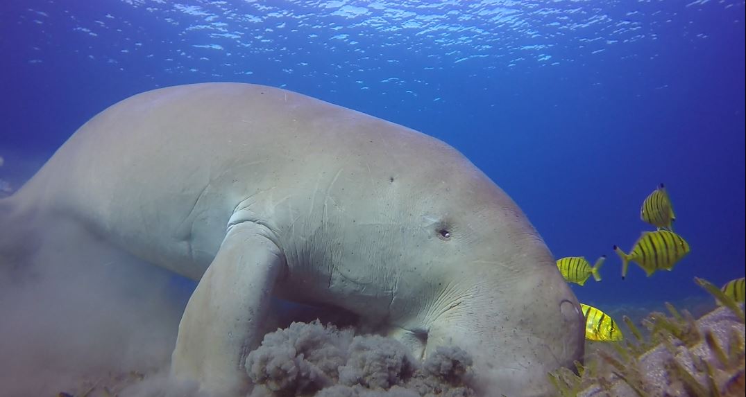 Dugong (Dugong dugon). Photo: Ahmed Shawky