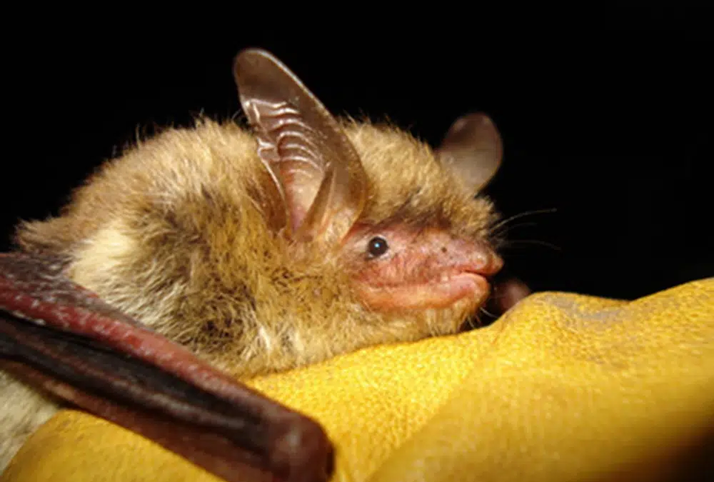 This undated photo provided by the Wisconsin Department of Natural Resources shows a northern long-eared bat. On Tuesday, 29 November 2022, the Biden administration declared the northern long-eared bat endangered, a last-ditch effort to save a species driven to the brink of extinction by a deadly fungus. This is the third species of bat recommended for the designation in 2022 due to white-nose syndrome. Photo: Wisconsin Department of Natural Resources / AP