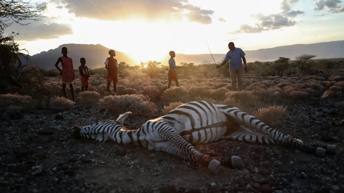 Maasai children stand beside a zebra that local residents say died due to drought, as they graze their cattle at Ilangeruani village, near Lake Magadi, in Kenya, on 9 November 2022. Photo: Brian Inganga / AP Photo