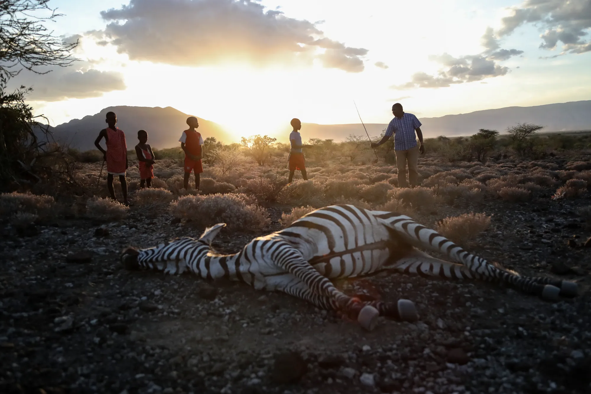 Maasai children stand beside a zebra that local residents say died due to drought, as they graze their cattle at Ilangeruani village, near Lake Magadi, in Kenya, on 9 November 2022. Photo: Brian Inganga / AP Photo