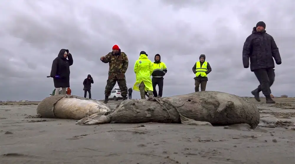 In this image taken from footage provided by the RU-RTR Russian television on Sunday, 4 December 2022, journalists and Interdistrict Environmental Prosecutor’s Office employees walk near the bodies of dead seals on shore of the Caspian Sea, Dagestan. A top Russian environmental official said Monday that the thousands of dead seals that washed up on Russia’s Caspian Sea coast likely died from oxygen deprivation. Photo: RU-RTR Russian Television / AP