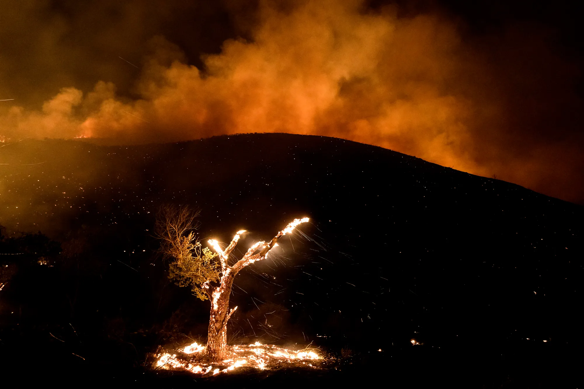 Wind whips embers from a burning tree during a wildfire near Hemet, California, on 6 September 2022. Photo: Ringo H.W. Chiu / AP Photo