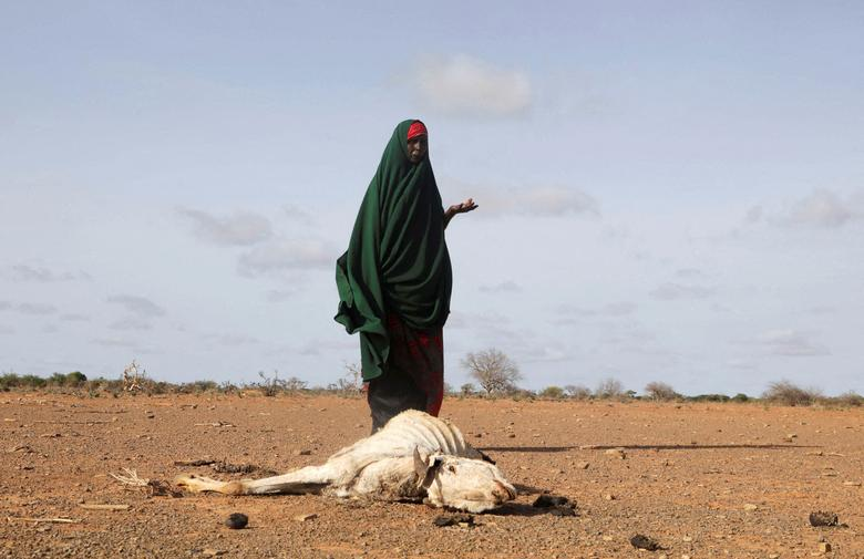 Internally displaced Somali woman Habiba Bile stands near the carcass of her dead livestock following severe droughts near Dollow, Gedo Region, Somalia, 26 May 2022. Photo: Feisal Omar / REUTERS
