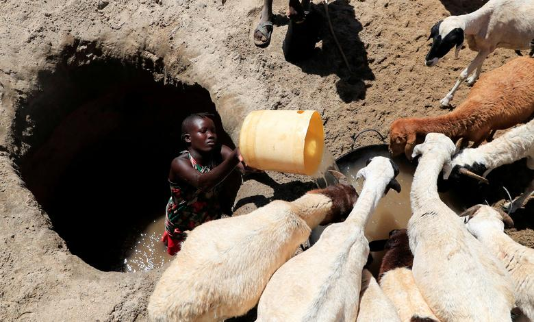 Tina Ekiro from the Turkana pastoralist community affected by the worsening drought due to failed rain seasons, waters sheep from an open well dug on a dry riverbed in Loyoro village of Kalokol in Turkana, Kenya, 28 September 2022. Photo: Thomas Mukoya / REUTERS