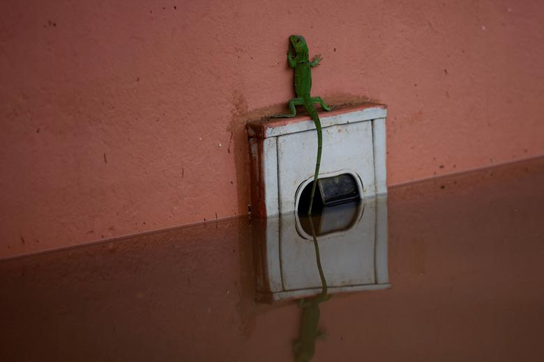 A chameleon tries to stay out of the water during floods caused by heavy rain in Imperatriz, Maranhao state, Brazil, 6 January 2022. Photo: Ueslei Marcelino / REUTERS
