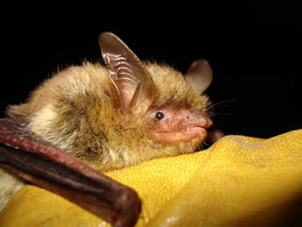 This undated photo provided by the Wisconsin Department of Natural Resources shows a northern long-eared bat. On Tuesday, 29 November 2022, the Biden administration declared the northern long-eared bat endangered, a last-ditch effort to save a species driven to the brink of extinction by a deadly fungus. This is the third species of bat recommended for the designation in 2022 due to white-nose syndrome. Photo: Wisconsin Department of Natural Resources / AP