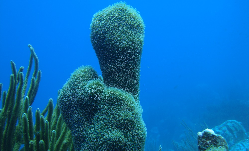 Pillar coral. Photo: Francoise Cabada-Blanco / Dcylindrus_SSC_003