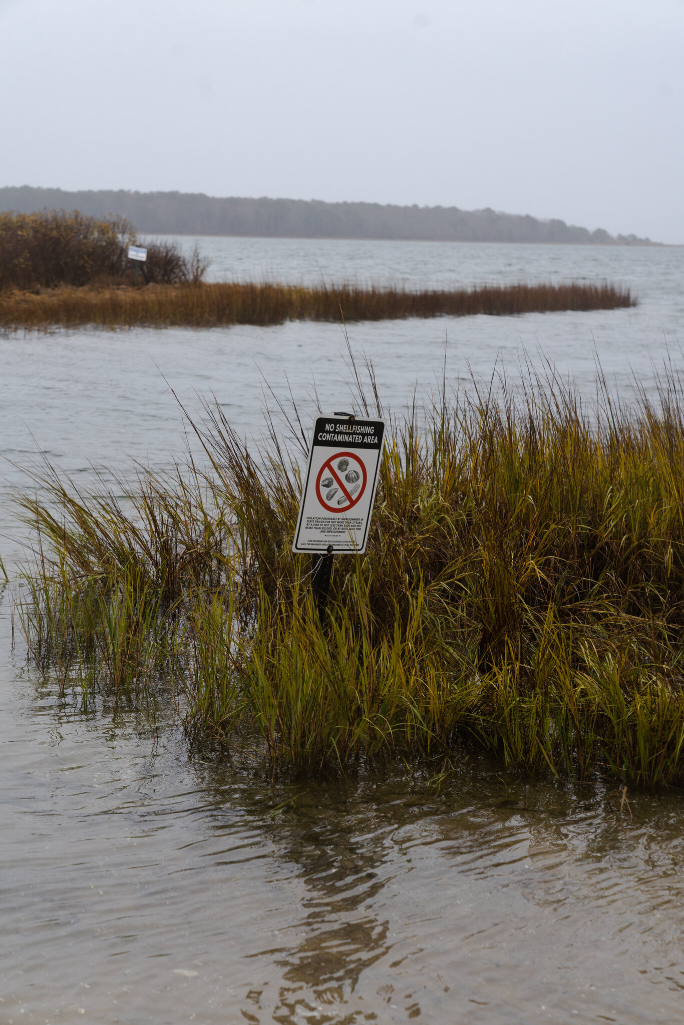 A sign at Punkhorn Pointin in Mashpee, Massachusetts prohibits shellfishing due to toxic algae blooms caused by sewage pollution. Photo: Sophie Park / The New York Times