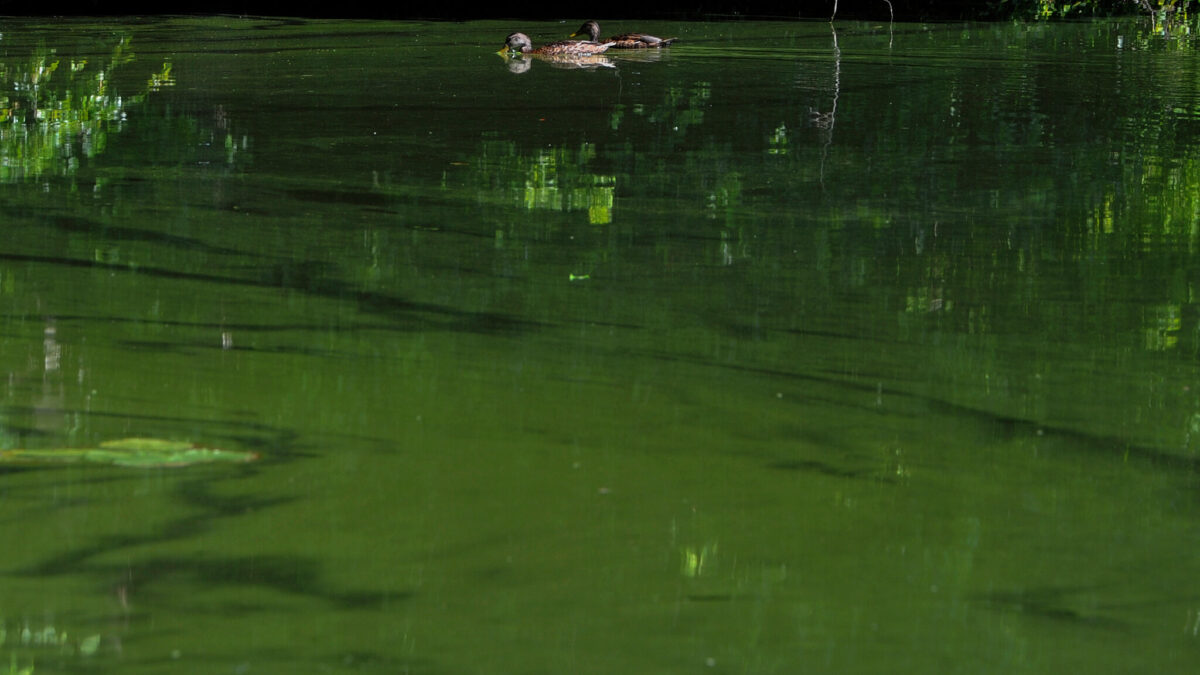 Ducks swim through an algae bloom in Santuit Pond in Cape Cod, Massachusetts, in July 2018. Photo: Steve Heaslip / The Cape Cod Times / Associated Press