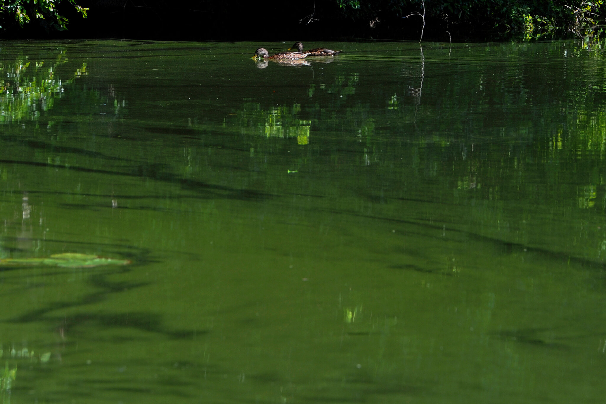 Ducks swim through an algae bloom in Santuit Pond in Cape Cod, Massachusetts, in July 2018. Photo: Steve Heaslip / The Cape Cod Times / Associated Press