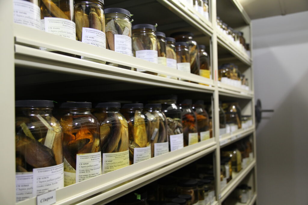 Pacific herring (Clupea pallasii) specimens on a shelf in the UW Fish Collection at the Burke Museum. This behind-the-scenes collection provided most of the specimens used in the 140-year study of ocean parasite abundance in the Puget Sound. Photo: Katherine Maslenikov / UW Burke Museum
