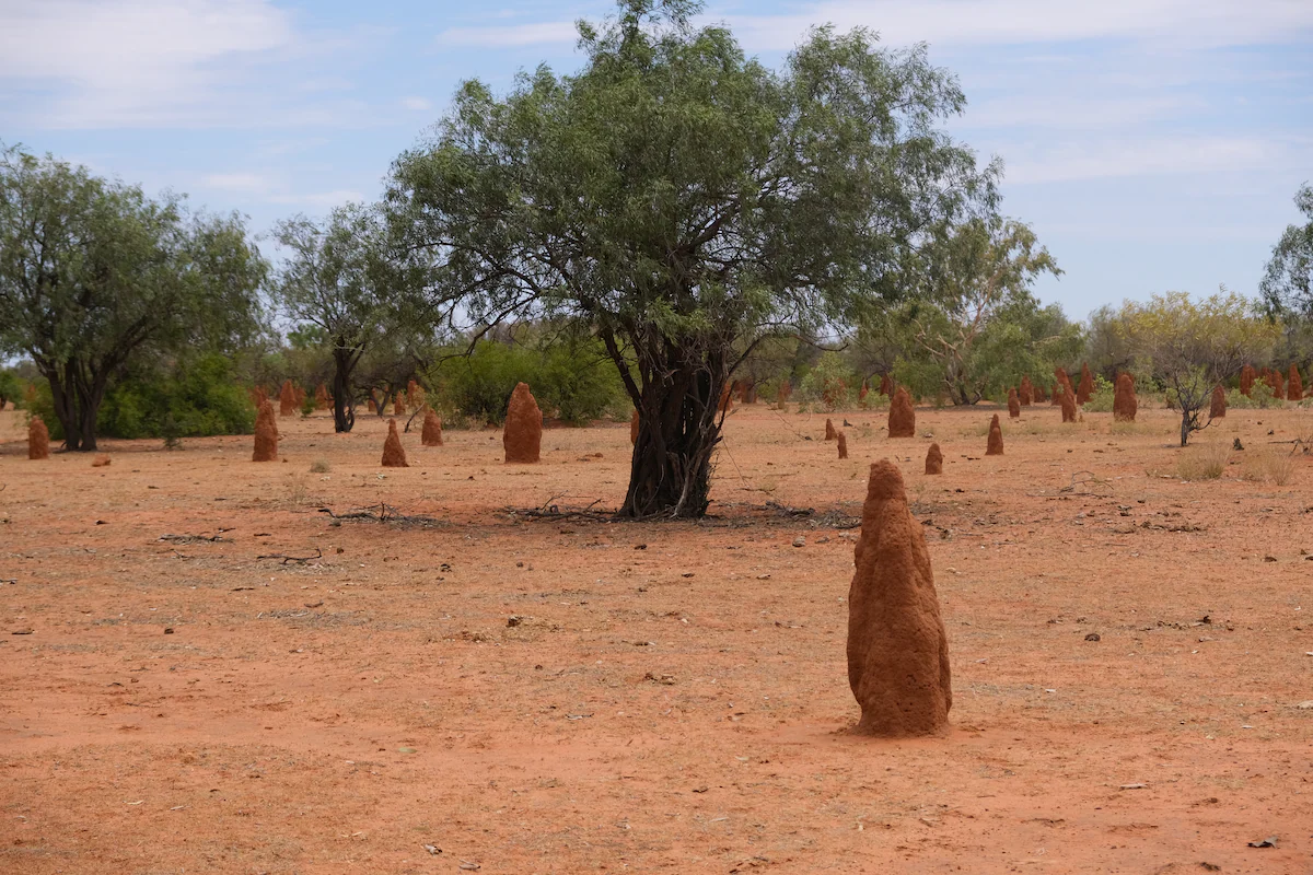 Termite mounds stretch into the distance on either side of Stuart Highway in Australia’s Northern Territory. Photo: Frances Vinall / The Washington Post
