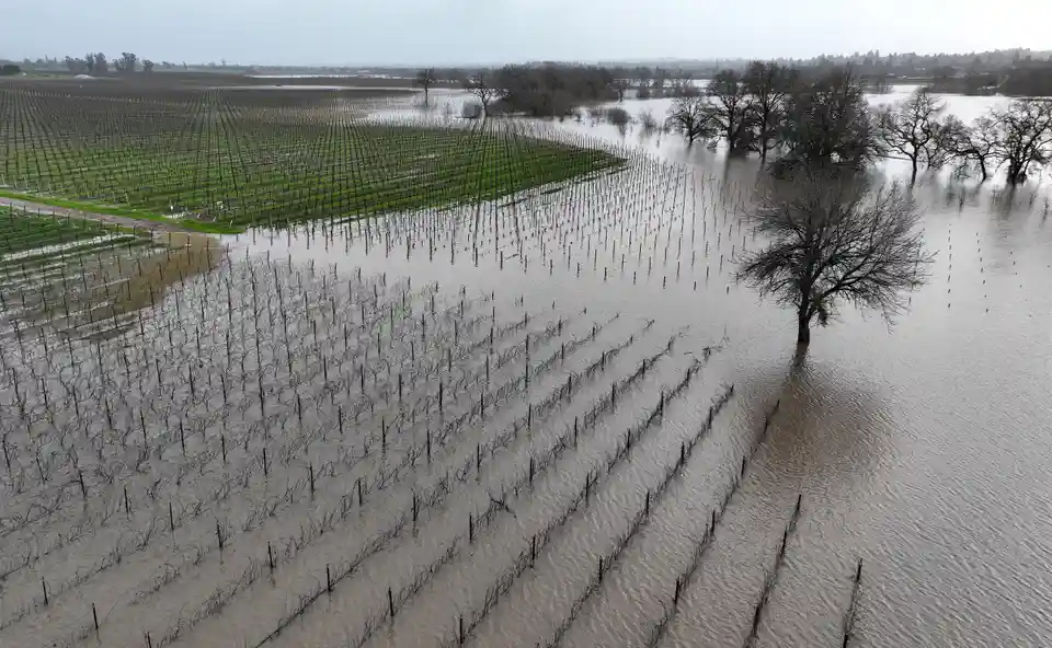 Water from the atmospheric river storm floods a vineyard on 9 January 2023 in Santa Rosa, California. Photo: Justin Sullivan / Getty Images