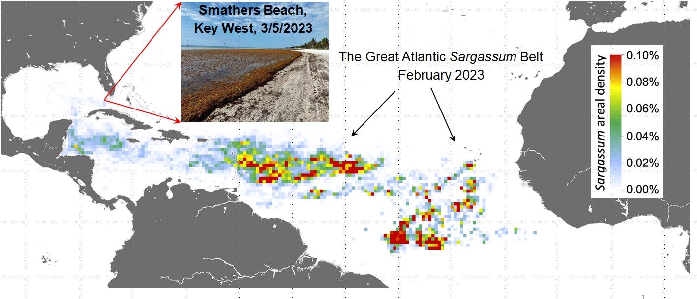 This image based on satellite photos shows the massive belt of sargassum seaweed blooming across the Atlantic Ocean and drifting onto beaches in Florida and the Caribbean in February 2023. Graphic: Chuanmin Hu / University of South Florida